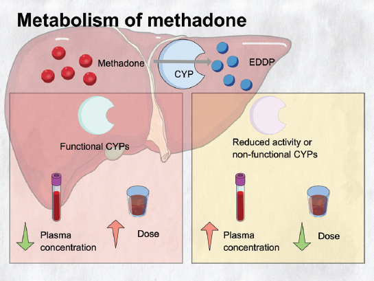 Metabol1